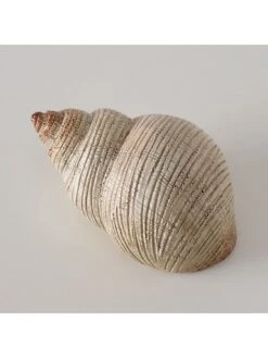 3-delige Set: Schelpen "Bigo" Beige - (B)10 X (H)5 X (D)6 Cm -Boltze boltze 3 delige set schelpen bigo beige b 10 x h 5 x d 6 cm 4