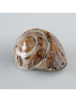 4-delge Set: Schelpen Crème/bruin - (H)4 Cm -Boltze boltze 4 delge set schelpen creme bruin h 4 cm 5